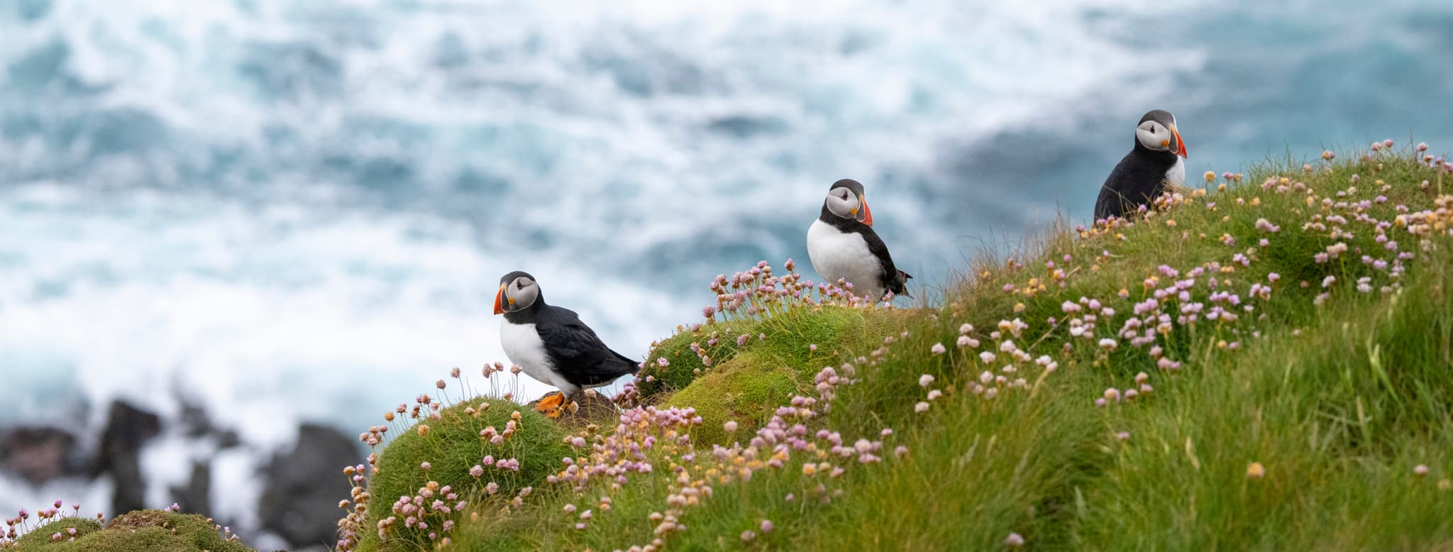 Seabirds, Marine Life & Coastal Ecosystems