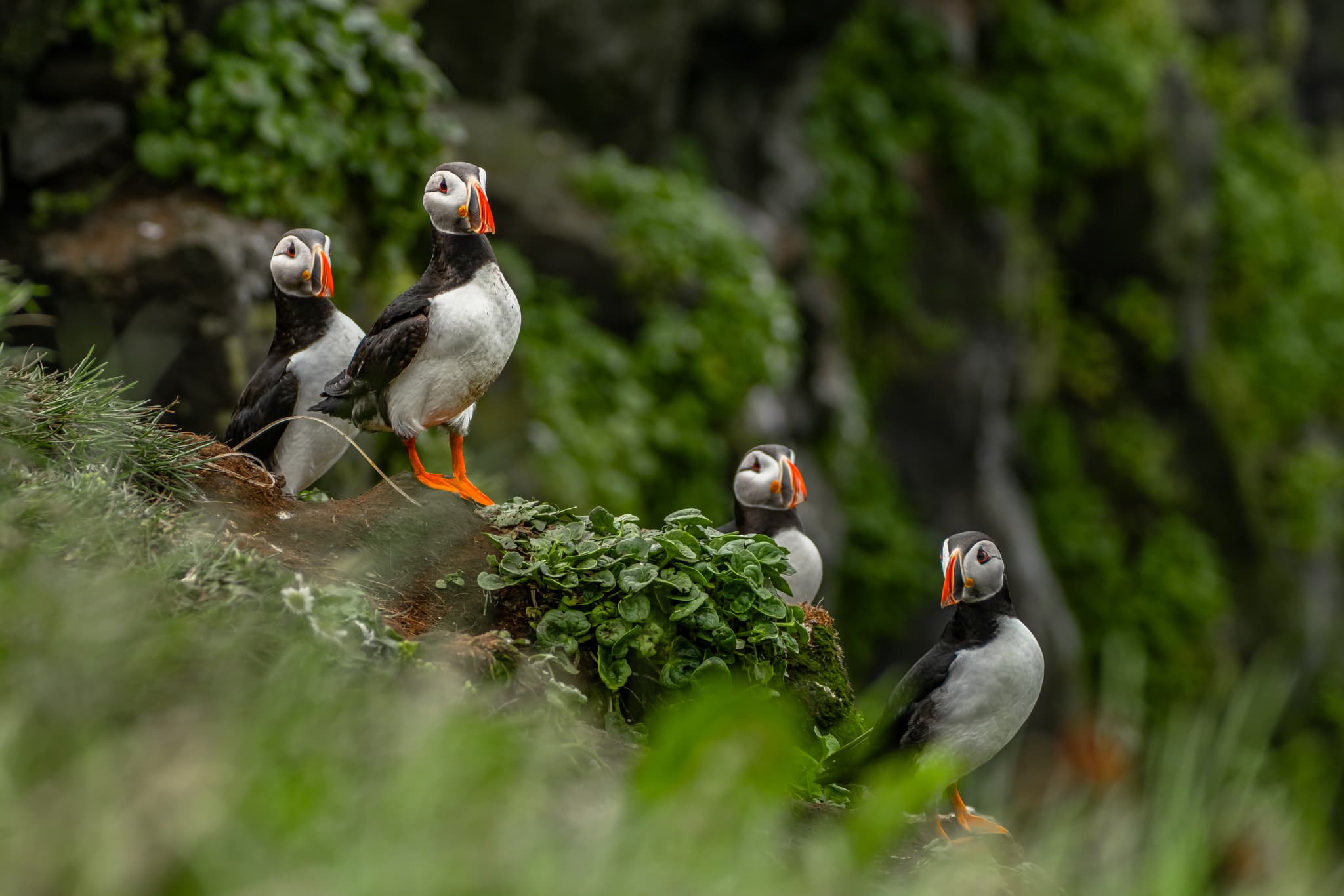 Atlantic puffin