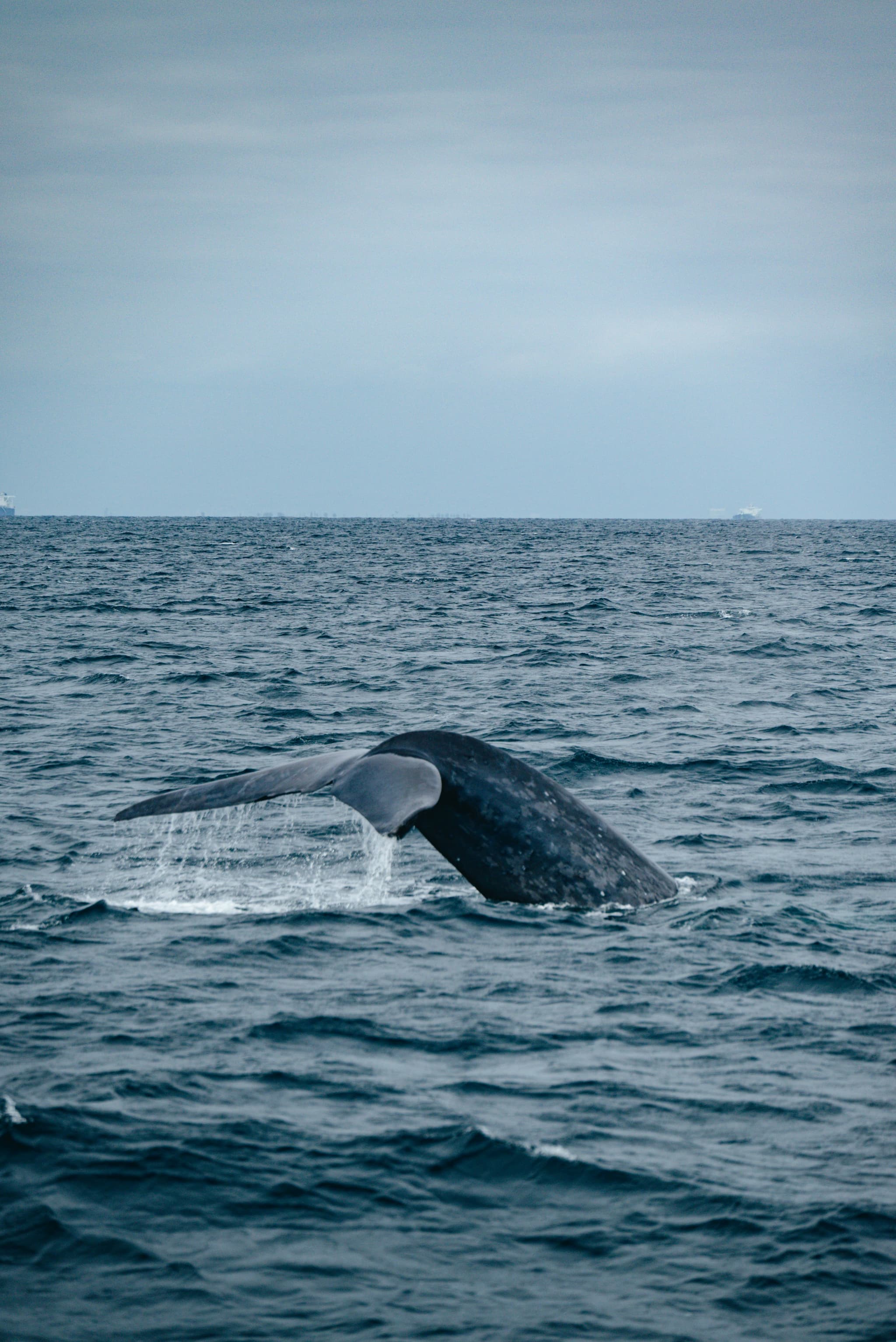 Grey seal