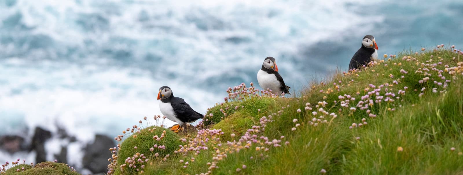 Seabirds, Marine Life & Coastal Ecosystems